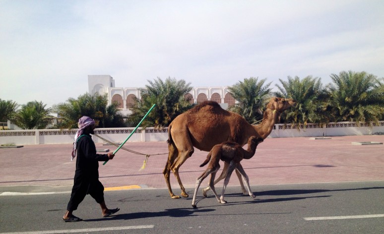 typical afternoon walk in my little desert town 